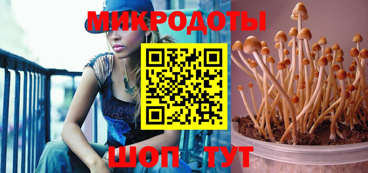 Псилоцибиновые грибы Cubensis Горячий Ключ